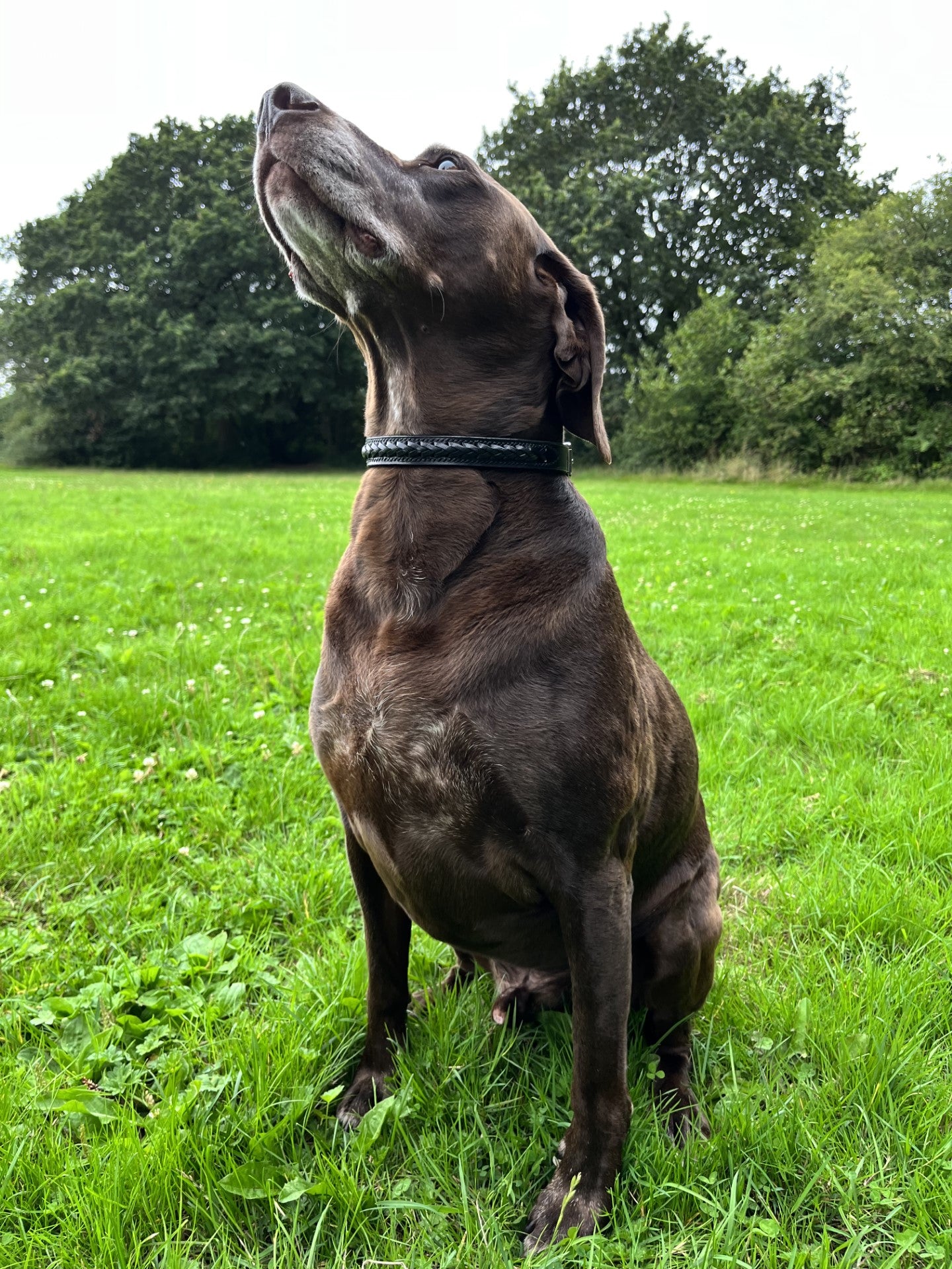 Handmade Laced Leather Dog Collar