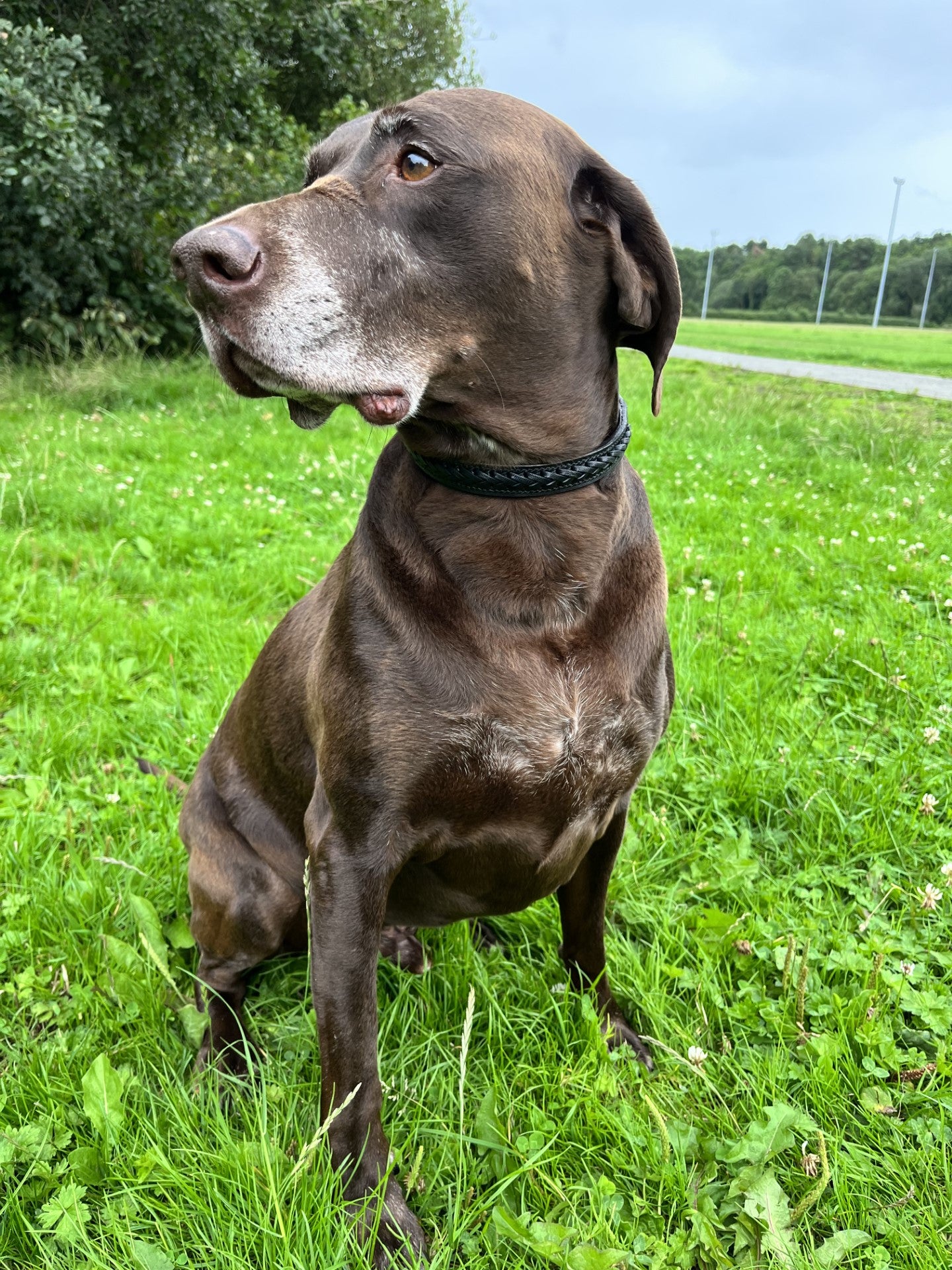 Handmade Laced Leather Dog Collar